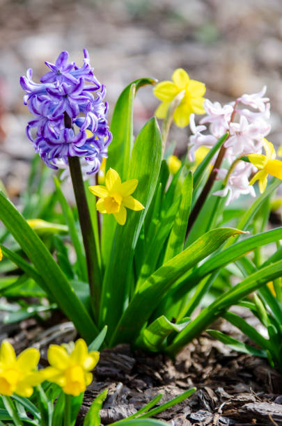 Hyacinth and Daffodil Bulbs: Early Spring Flowers and Blossoms Hyacinth and Daffodil Bulbs: Close up of Early Spring Flowers and Blossoms crocus tommasinianus stock pictures, royalty-free photos & images