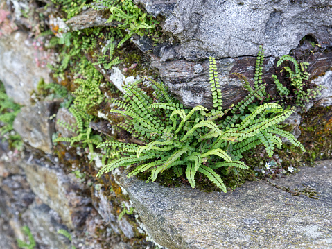 an alpine grass called 'stonesplitter' -Ceterach officinarum- grows on a granite slope. in traditional mountain medicine it is used to make a diuretic decoction