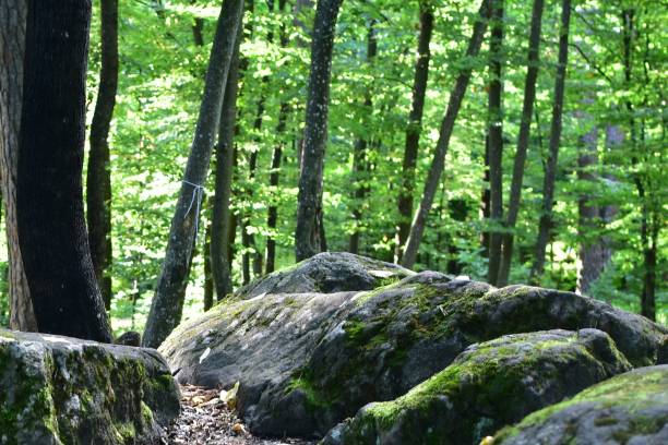 istock Large stones in the forest 1333429773