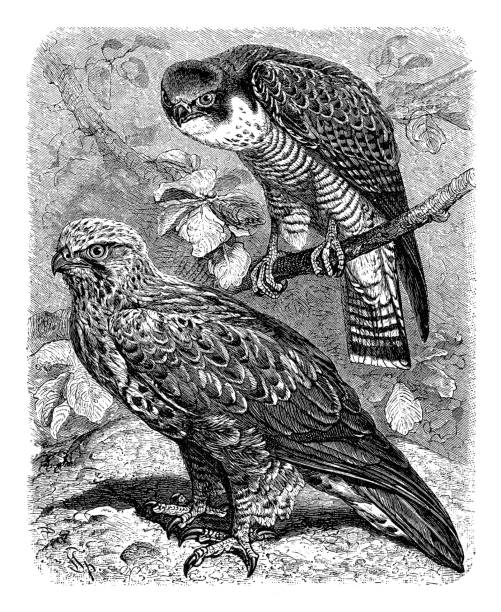 ilustrações de stock, clip art, desenhos animados e ícones de peregrine falcon and rough legged hawk drawing 1898 - rough legged hawk bird of prey hawk animals in the wild