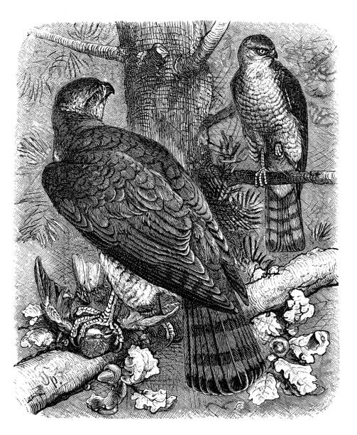 ilustrações, clipart, desenhos animados e ícones de falcão-pardal eurasiano e goshawk do norte desenhando 1898 - retro revival old fashioned animal sparrowhawk