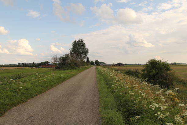 여름에 는 지엘랜드의 네덜란드 시골 에서 직전에 흰색 꽃이있는 시골 도로 - grass shoulder rural scene road wildflower 뉴스 사진 이미지