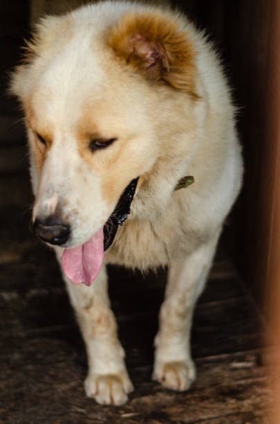 istock portrait of Central Asian Shepherd 1333431862
