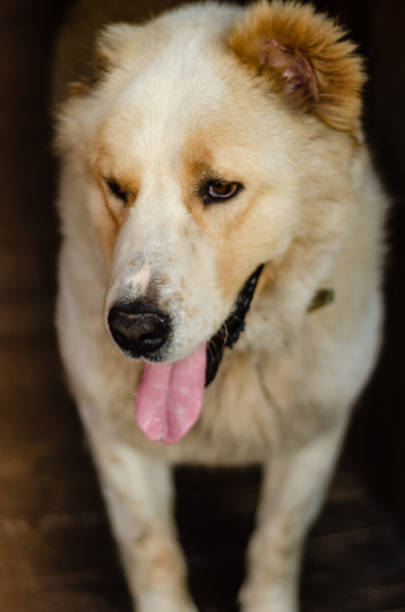 istock portrait of Central Asian Shepherd 1333431872