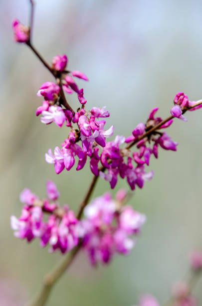 istock Early Spring Flowers and Blossoms 1333432128
