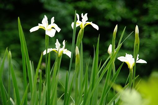 White iris flowers growing with out of focus green background