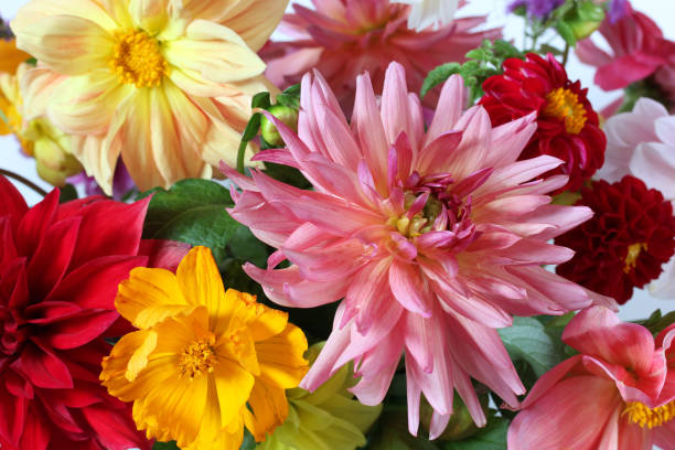 istock bouquet close-up, selective focus. garden dahlias. 1333433539