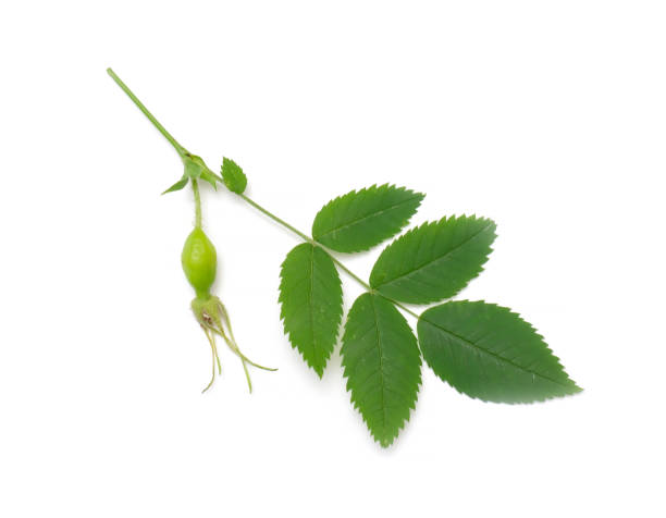 istock rose hip branch with leaves 1333433673