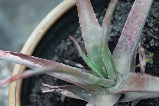 Old aloe vera plant in clay pot, succulent plant, on a blurred seascape. Liguria, Italy