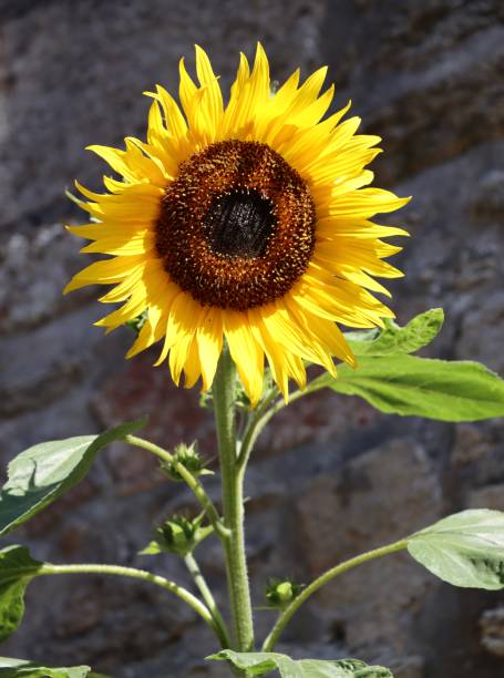 girassol - macro close up sunflower france - fotografias e filmes do acervo