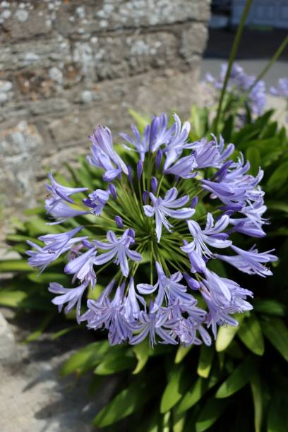istock Agapanthus flowers 1333435026