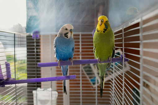 A selective focus shot of a couple of Blue-throated macaw parrot bird