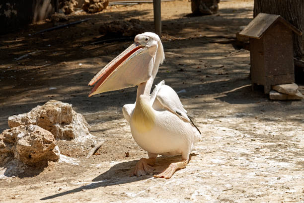 розовый пеликан на земле. - pelican beak open bird стоковые фото и изображения