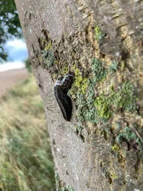 Photo of the  tiger slug crawls along a tree