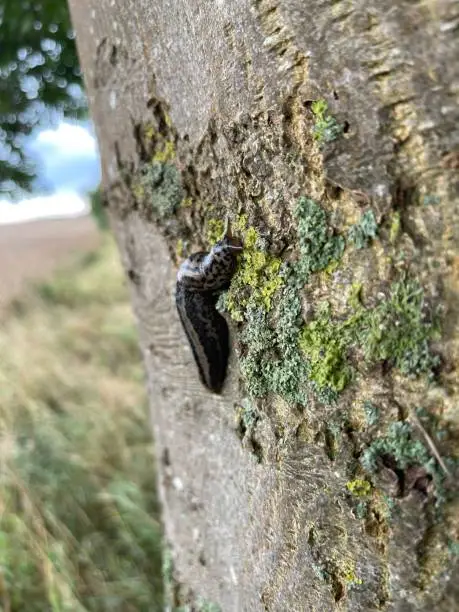 Photo of the  tiger slug crawls along a tree