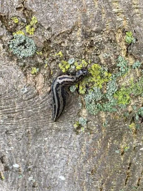 Photo of the  tiger slug crawls along a tree