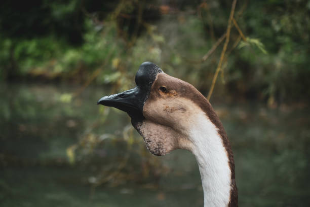a close up of a mute goose