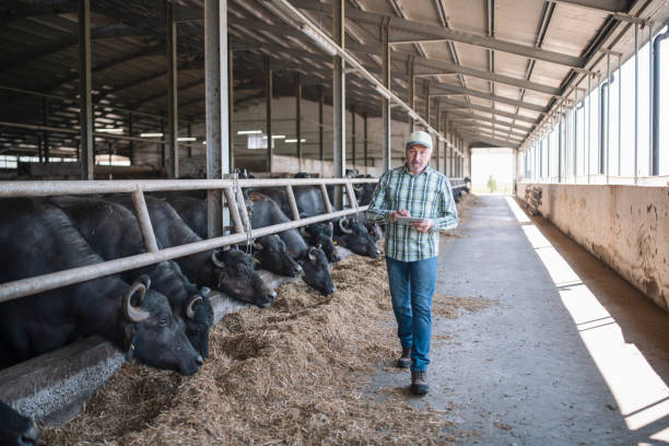 istock Senior farmer in buffalo farm using digital tablet. 1333438181