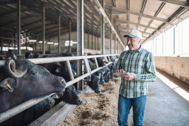 istock Senior farmer in buffalo farm using digital tablet. 1333438182