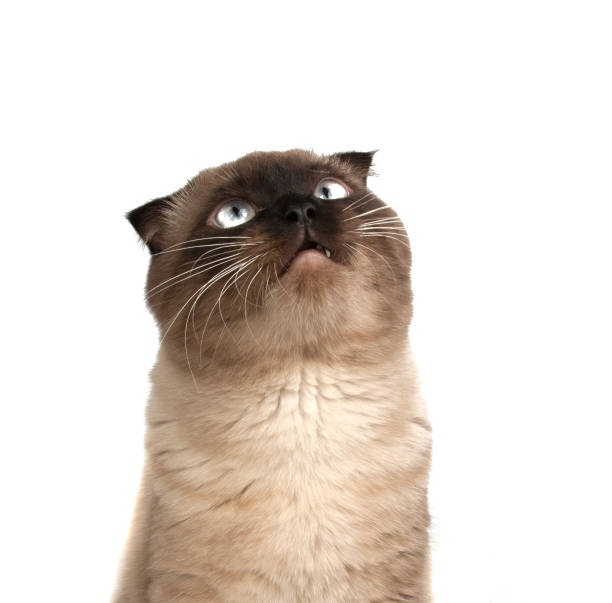 istock Scottish brown fold cat on the white 1333439298