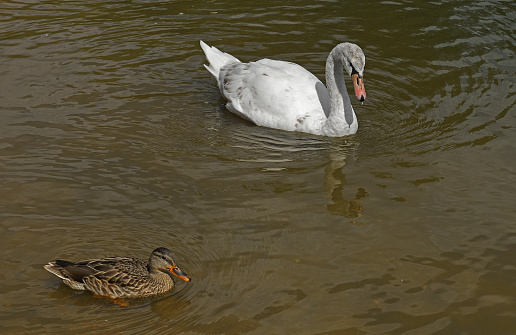 Young Mute swan (Cygnus olor) and wild duck (Anas platyrhynchos)
