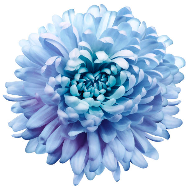 istock flower blue chrysanthemum . Flower isolated on a white background. No shadows with clipping path. Close-up. Nature. 1333441752