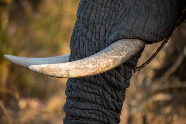 istock Close-up Elephant tusks Idube 1333442093