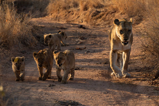 istock Lioness with cubs at Idube 1333442176