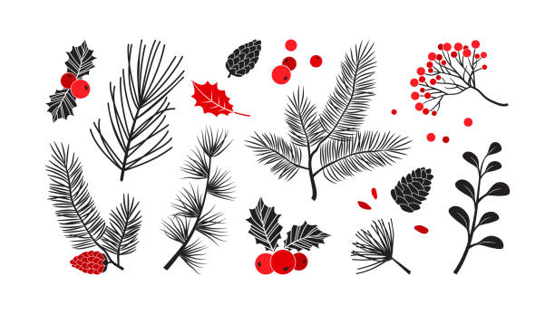 weihnachtsvektorpflanzen, stechpalmen-winterdekor, weihnachtsbaum, kiefer, laubzweige, feiertagsset. rote und schwarze farben. vintage natur illustration - christmas tree christmas holly holiday stock-grafiken, -clipart, -cartoons und -symbole