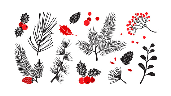 Christmas vector plants, holly winter decor, christmas tree, pine, leaves branches, holiday set isolated on white background. Red and black colors. Vintage nature illustration