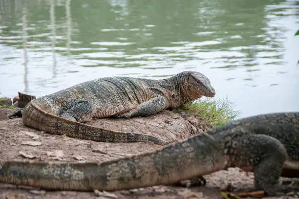 Monitor Lizards Near The Waters Edge In Lumphini Park In Bangkok, Thailand