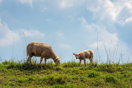 Ewe with her lamb on top of a Dutch dike. The mother sheep eats grass and the lamb looks curiously at the photographer. The small ears are translucent pink.