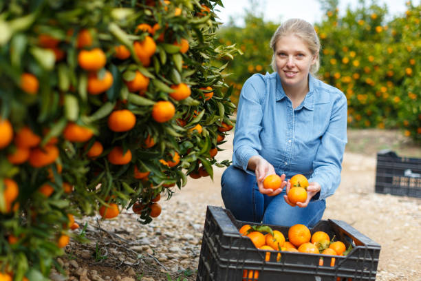 istock Female workers picking mandarins in box 1333444751