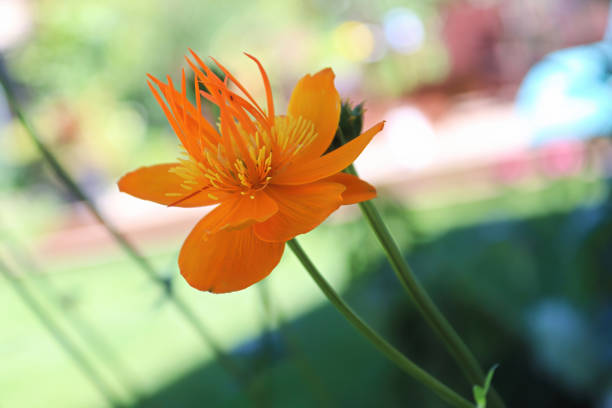 Closeup of orange Globe Flowers in bloom.