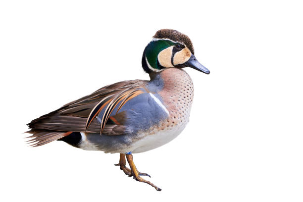 istock Baikal Teal isolated on white background (Sibirionetta formosa) 1333447914