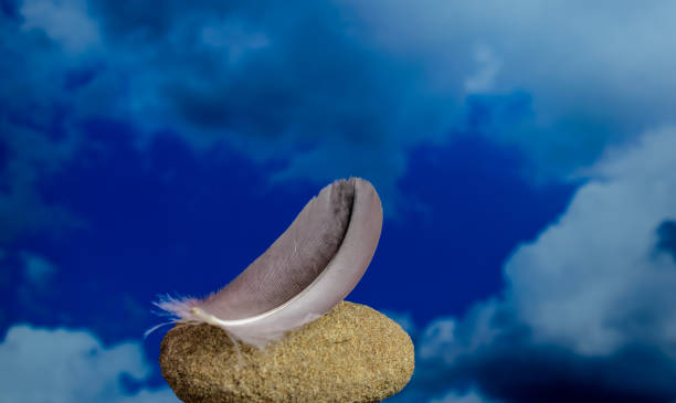 istock a bird's feather lying on a stone with a sky background 1333448584