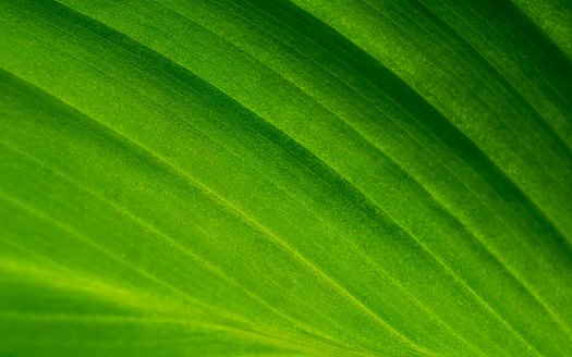 macro photo of a green leaf, texture or background