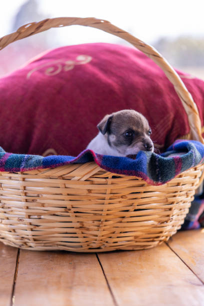 istock A puppy sitting in a basket with a red cushion 1333448990