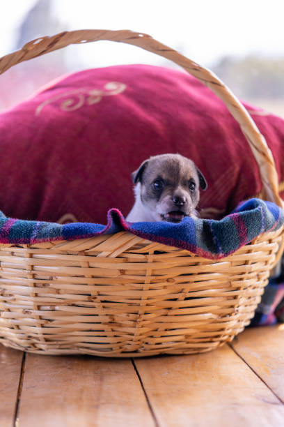 istock A puppy sitting in a basket with a red cushion 1333449613