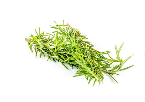 istock Rosemary isolated. Rosemary on white background. 1333451834