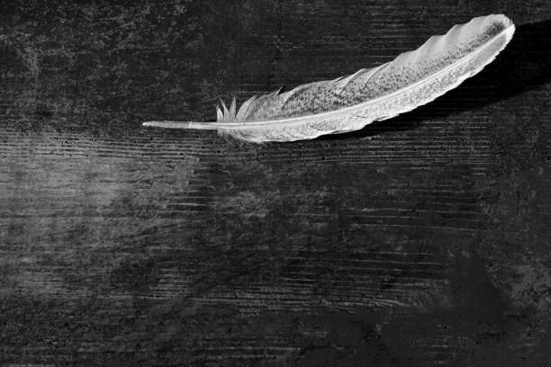 A goose feather on an aged antique dark old red wood background. Quill pen for writing. History, art. The concept of language, literature, editing, school, learning, metaphor, poetry. Selective focus. una pluma de ganso sobre un fondo de madera de color rojo oscuro antiguo antiguo envejecido. pluma de pluma para escribir. historia, arte. el concepto de lengua, literatura, edición, escuela, aprendizaje, metáfora, poesía. enfoque selectivo
