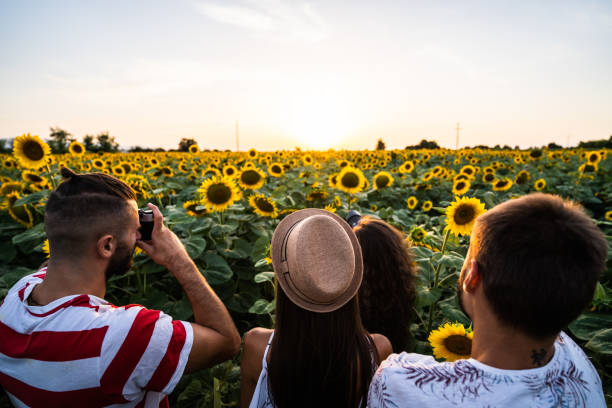 Friends taking photos of a sunflower field at sunset stock photo