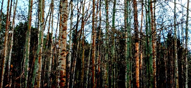 kuvapankkikuvat ja rojaltivapaat kuvat aiheesta aspensin punaiset höyhenjärvet.  rooseveltin kansallispuisto, colorado. - aspen tree