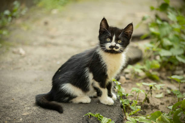 Kitten with a funny mustache. Kitten on the street. Homeless animal.