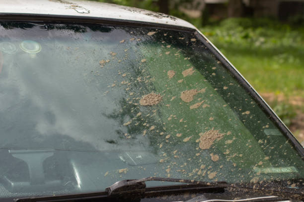 istock Dirty car glass. Dirt on the windshield. 1333456022