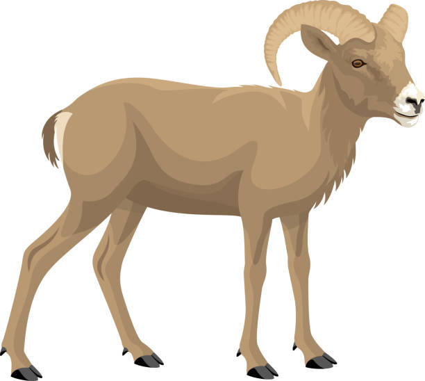 wüsten-dickhornschafe - vektorillustration - bighorn sheep sheep desert mojave desert stock-grafiken, -clipart, -cartoons und -symbole