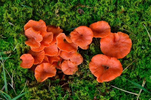 Just a nice group of Red Chanterelle, Cantharellus cinnabarinus, on a green background