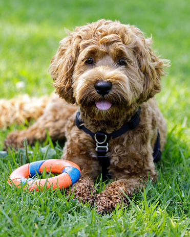 8-Months-Old female Labradoodle puppy resting near ring toy. Off-leash dog park in Northern California.