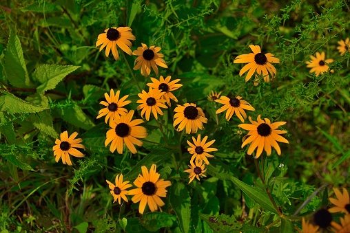 A cluster of Black-eyed Susan flowers seek romance from bees