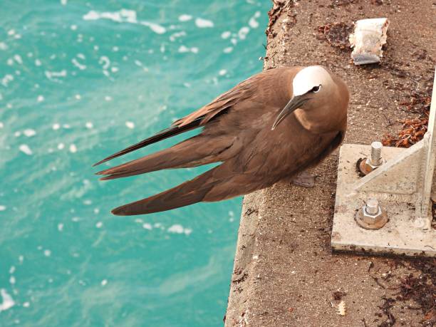 Brown Noddy (Anous stolidus) perched on a fishing pier Brown Noddy is also known as Common Noddy. brown noddy stock pictures, royalty-free photos & images